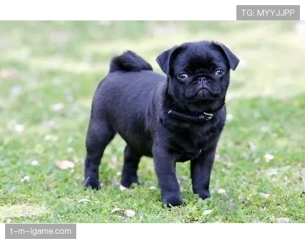 拉菲尼亚家的狗吃的都比我一周饭钱贵